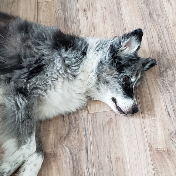 Lori's Husband - Picture 1 of 1